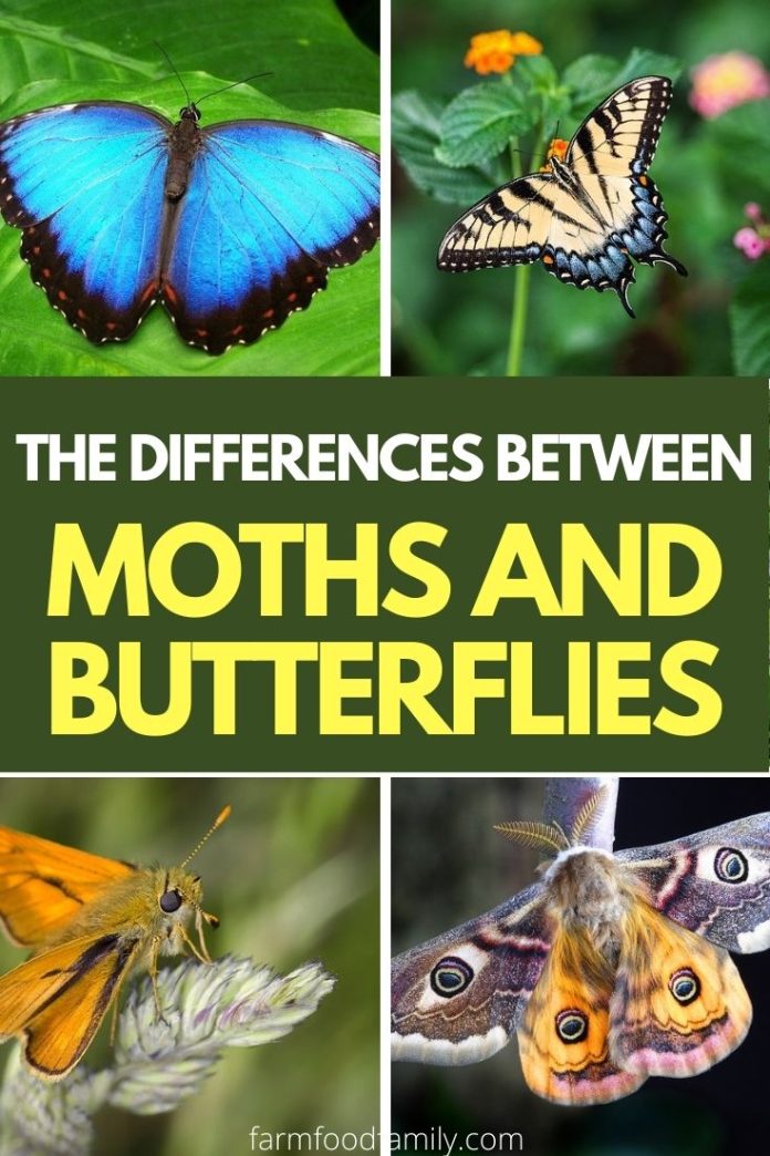 Moths vs Butterflies The Differences Between Moths and Butterflies