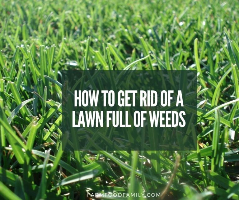 How To Get Rid Of A Lawn Full Of Weeds