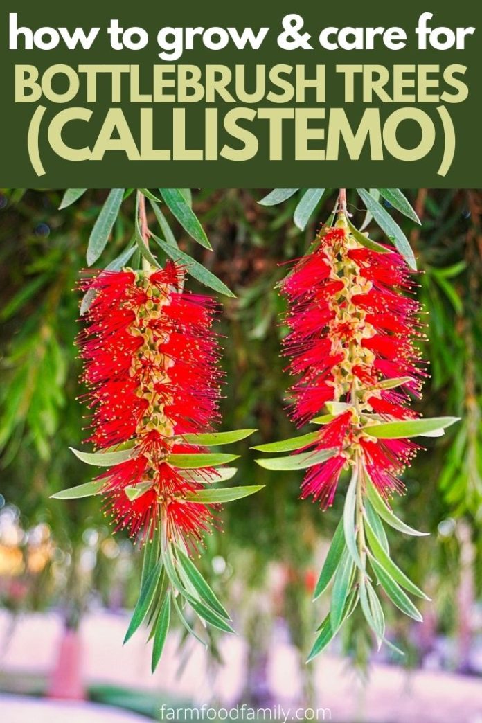 Bottle Brush Tree Varieties, Growing and Caring For Callistemon