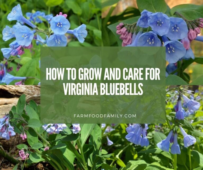 How To Grow and Care for Virginia Bluebells (The Most Elegant of Native Woodland Perennials)