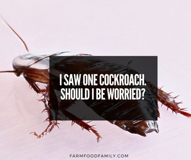 I Saw One Cockroach. Should I Be Worried?