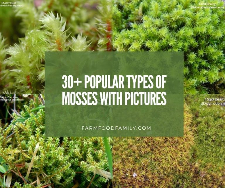 30+ Popular Types Of Mosses With Names, Pictures and Their Uses