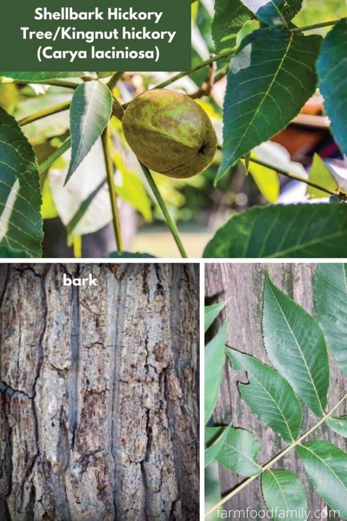 12+ Types Of Hickory Trees Leaves, Bark, and Nuts Identification Guide