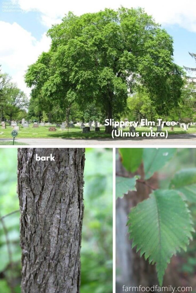 13+ Types Of Elm Trees With Leaves, Bark, and Pictures (Tree