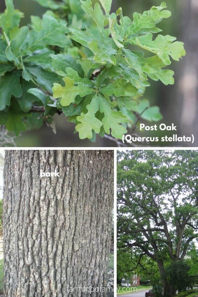 21+ Different Types Of Oak Trees With Names, Their Uses and Pictures