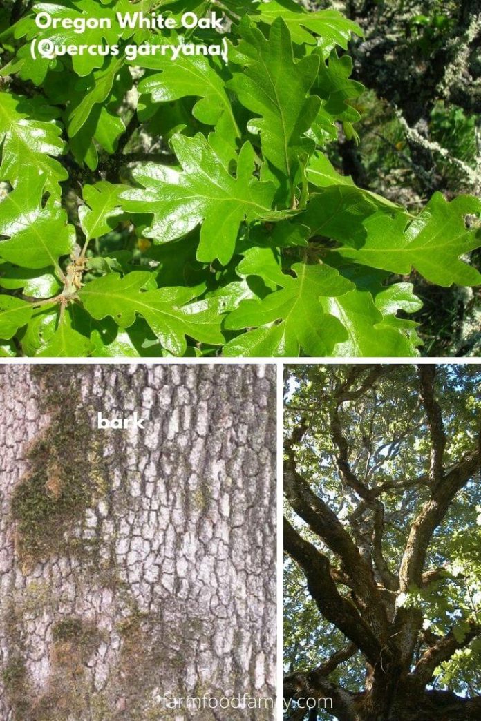 21+ Different Types Of Oak Trees With Names, Their Uses and Pictures