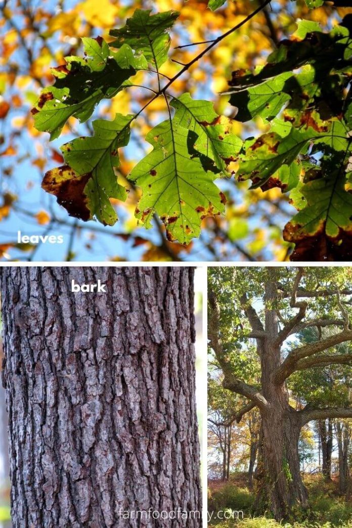 21+ Different Types Of Oak Trees With Names, Their Uses and Pictures