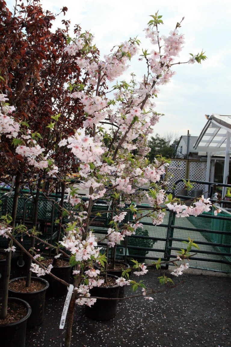 13+ Different Types Of Cherry Trees With Pictures and Growing Guide