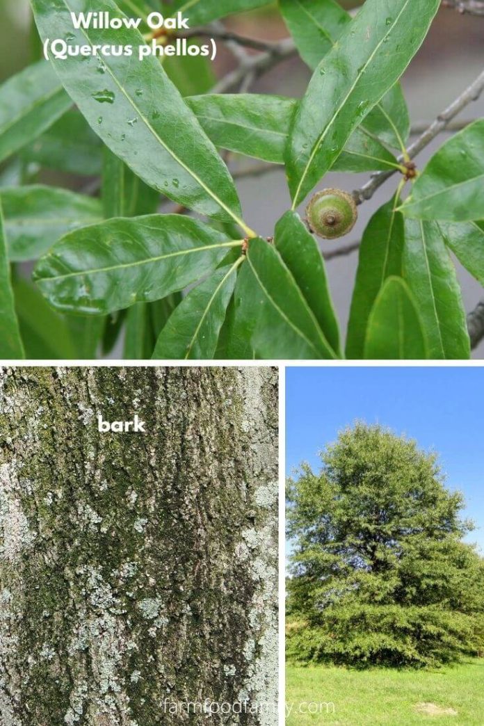 21+ Different Types Of Oak Trees With Names, Their Uses and Pictures