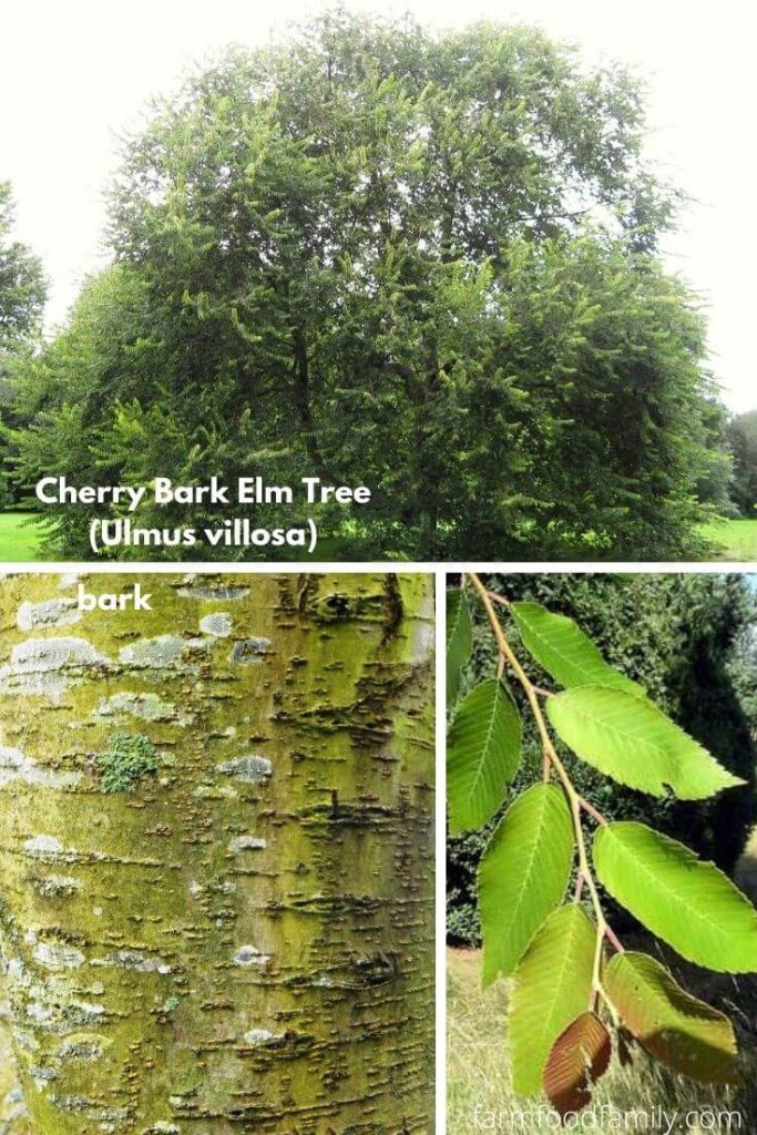 13+ Types Of Elm Trees With Leaves, Bark, and Pictures (Tree Identification)