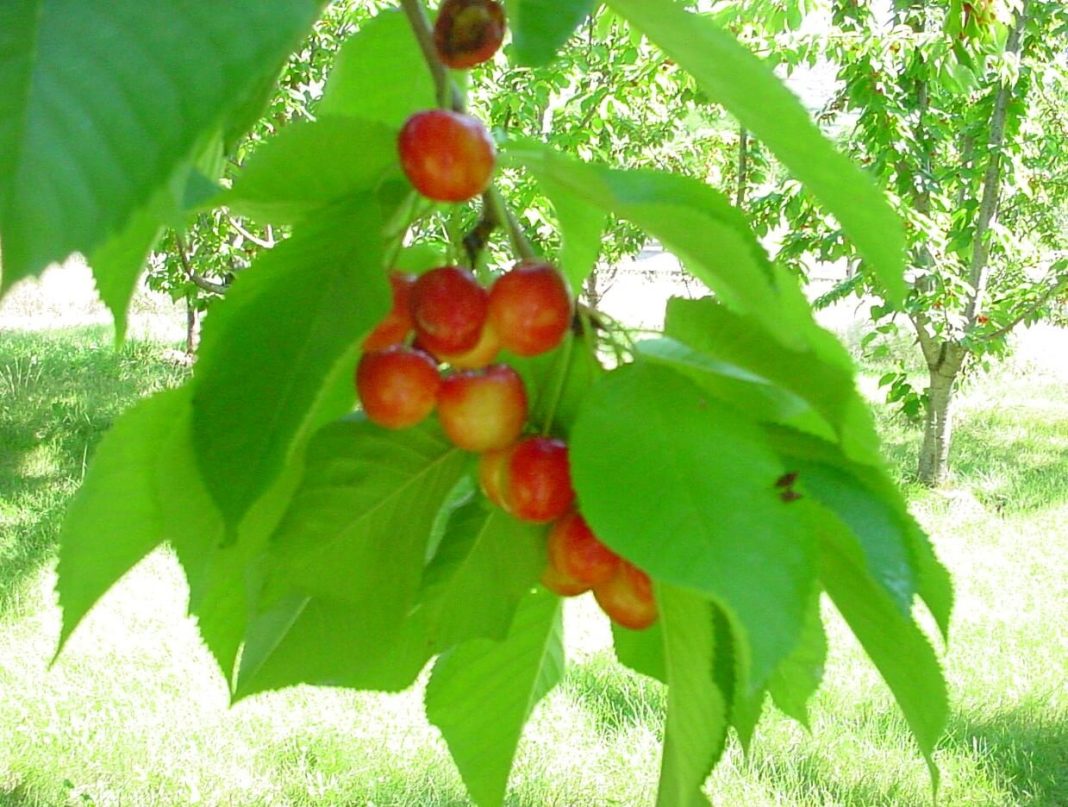 13+ Different Types Of Cherry Trees With Pictures and Growing Guide