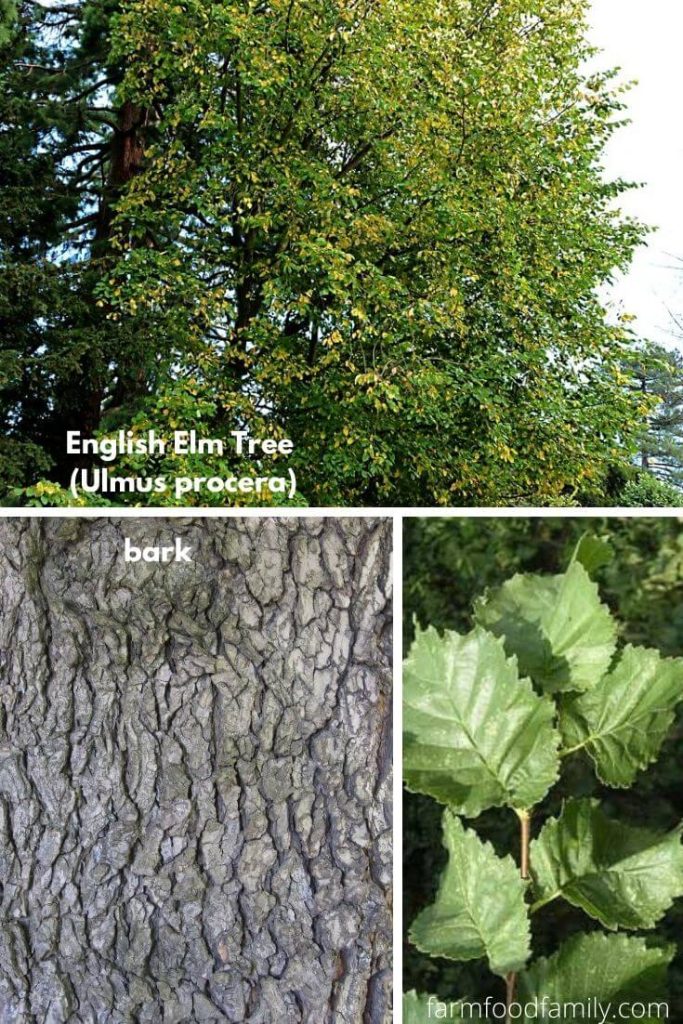 13+ Types Of Elm Trees With Leaves, Bark, and Pictures (Tree Identification)