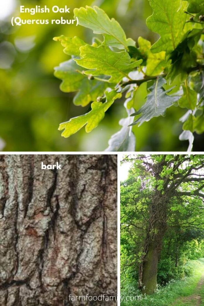 21+ Different Types Of Oak Trees With Names, Their Uses and Pictures
