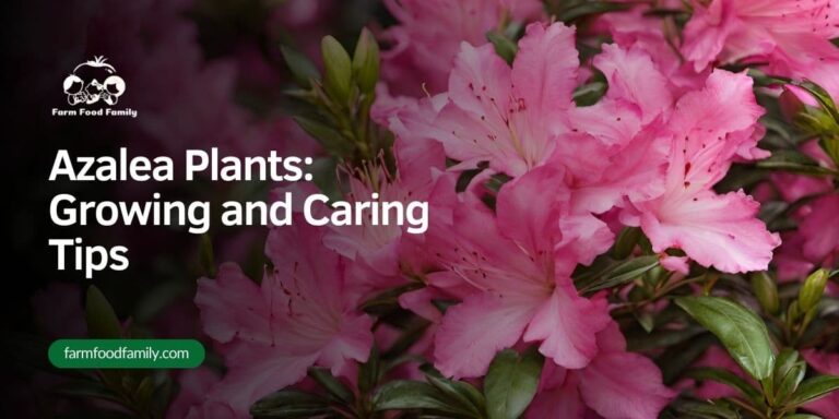 Azalea Plants: Growing and Caring Tips