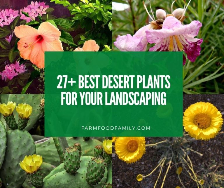 Plants FarmFoodFamily