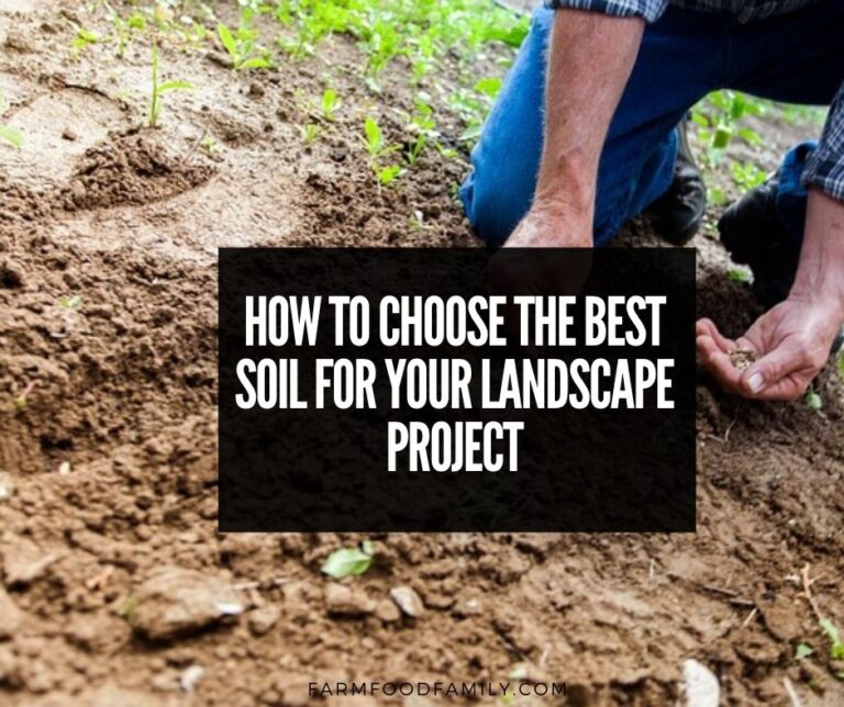 How to Choose the Best Soil for Your Landscape Project