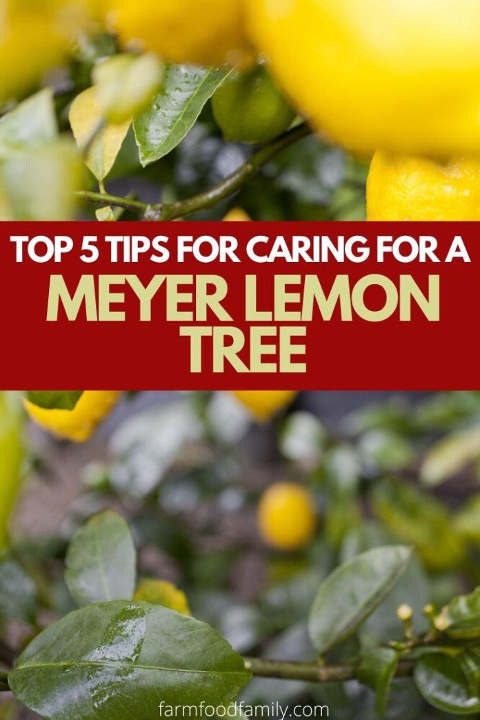 Top 5 Tips For Caring For a Meyer Lemon Tree