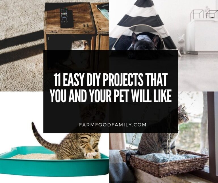 11 Easy DIY Projects That You and Your Pet Will Like