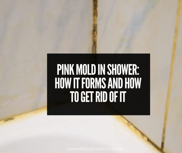 Pink Mold In Shower How It Forms and How To Get Rid Of It