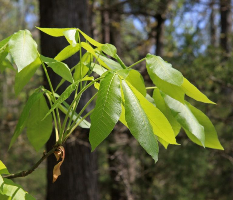 12+ Types Of Hickory Trees Leaves, Bark, and Nuts Identification Guide