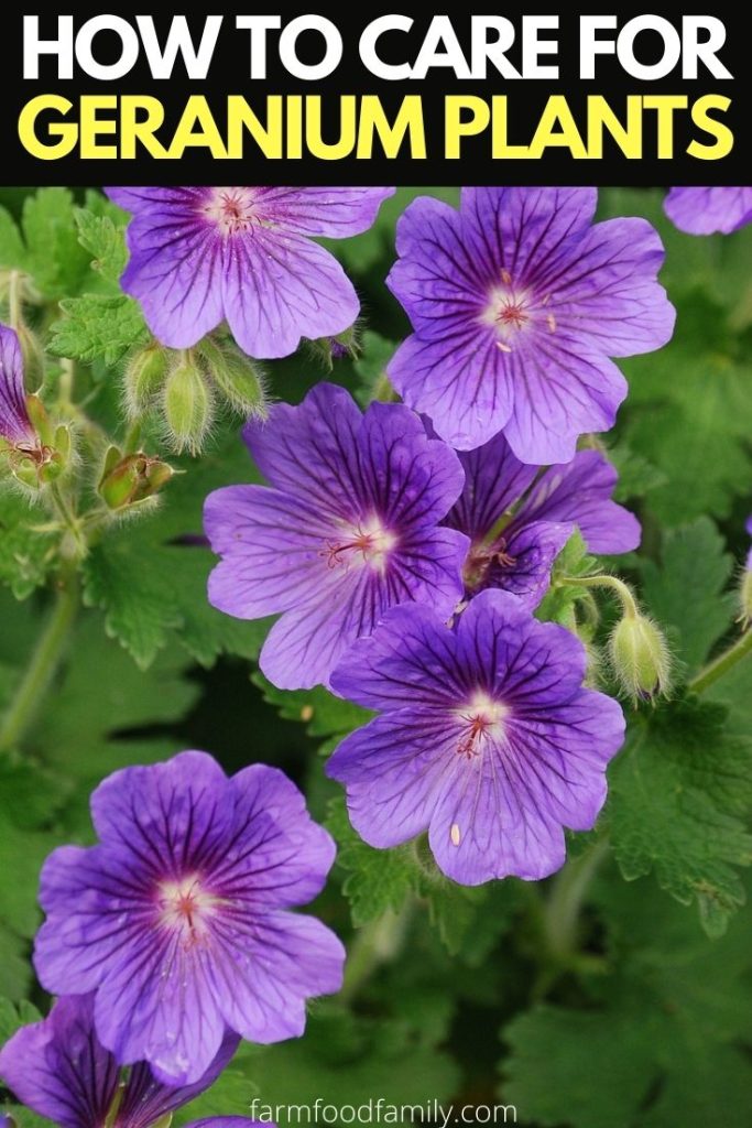 6 Different Types of Geranium Plants For Container Garden With Pictures