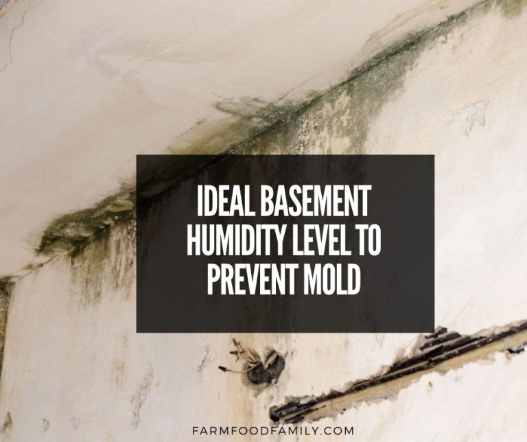 What Is The Ideal Basement Humidity Level to Prevent Mold?