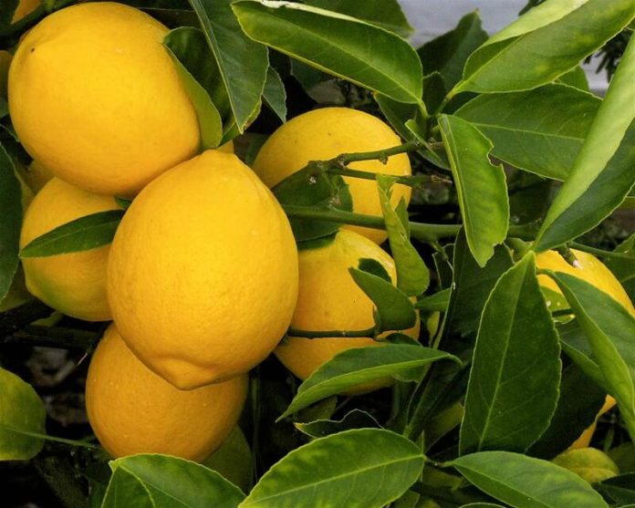 Top 5 Tips For Caring For a Meyer Lemon Tree