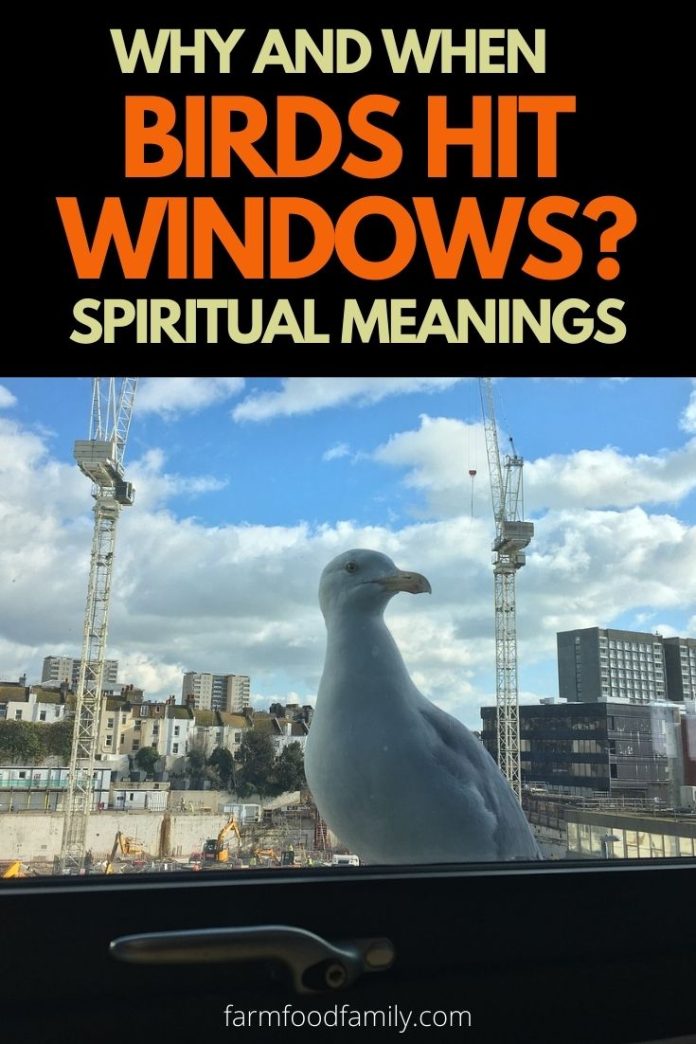 Why, When and How To Stop Birds Hit Windows? 5 Spiritual Meaning