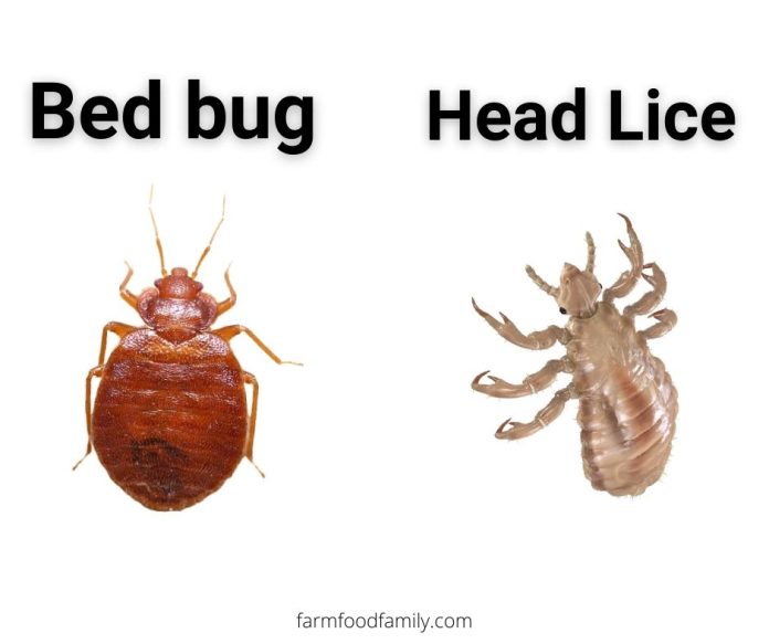 15 Bugs That Look Like Bed Bugs But Aren’t (With Pictures)