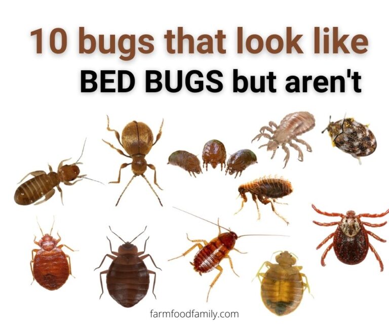 10 Bugs That Look Like Bed Bugs But Aren’t
