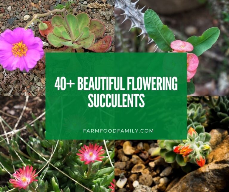 40+ Beautiful Flowering Succulents & Plant Identification
