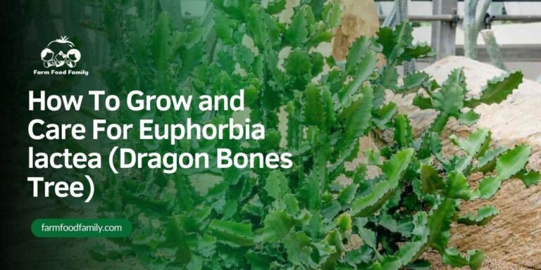 How To Grow and Care For Euphorbia lactea (Dragon Bones Tree)