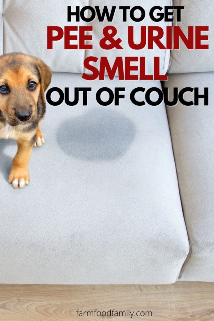 How to Get Pee and Urine Smell Out of Couch [7 Simple Ways]
