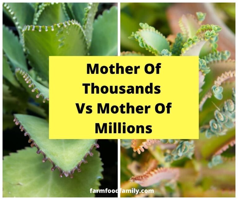 What Is The Difference Between Mother Of Thousands Vs Mother Of Millions?