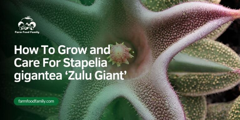 How To Grow and Care For Stapelia gigantea ‘Zulu Giant’