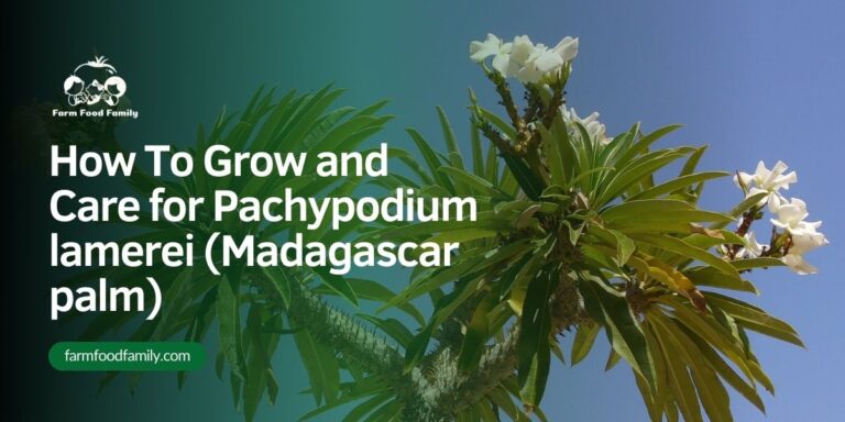 How To Grow and Care for Pachypodium lamerei (Madagascar palm)