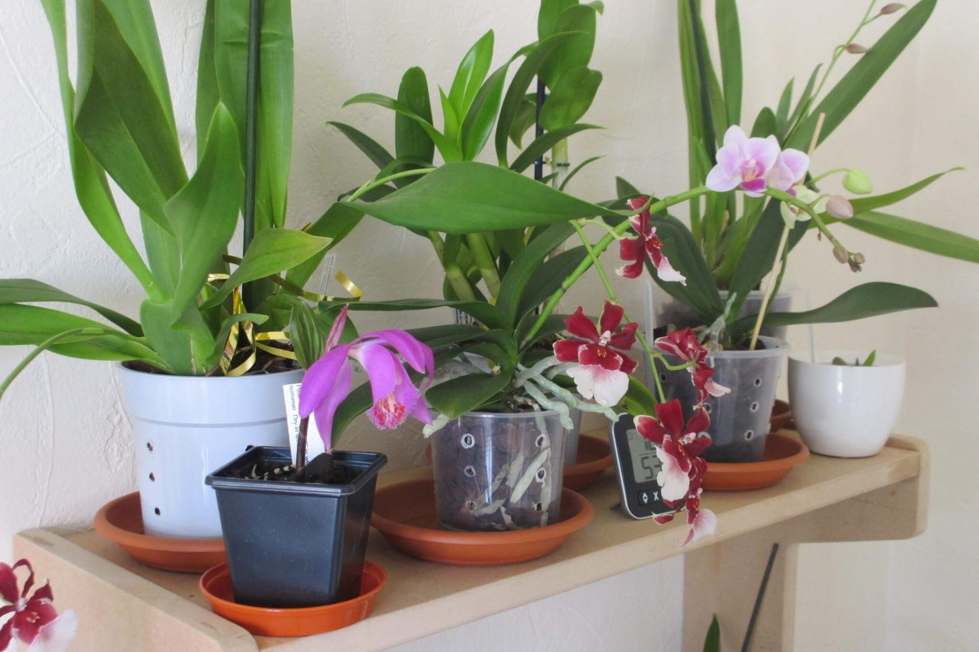 Learning How To Fertilize Orchids Naturally Farm Food Family