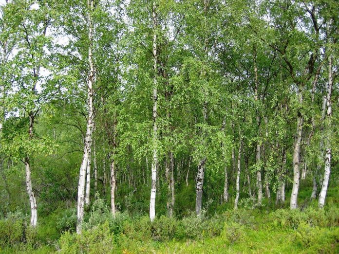 16+ Types Of Birch Trees (Leaves, Bark, Flowers) Identification, Meaning