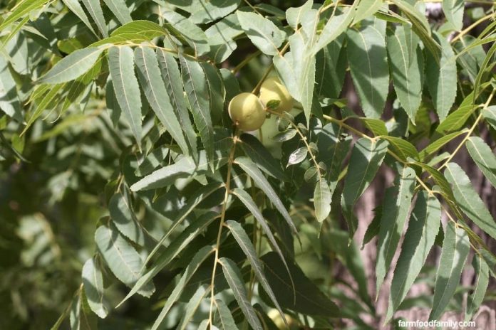 11+ Types Of Walnut Trees (Bark, Leaves): Meaning, Identification