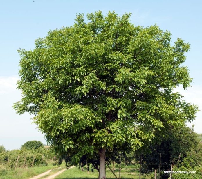 11+ Types Of Walnut Trees (Bark, Leaves) Meaning, Identification