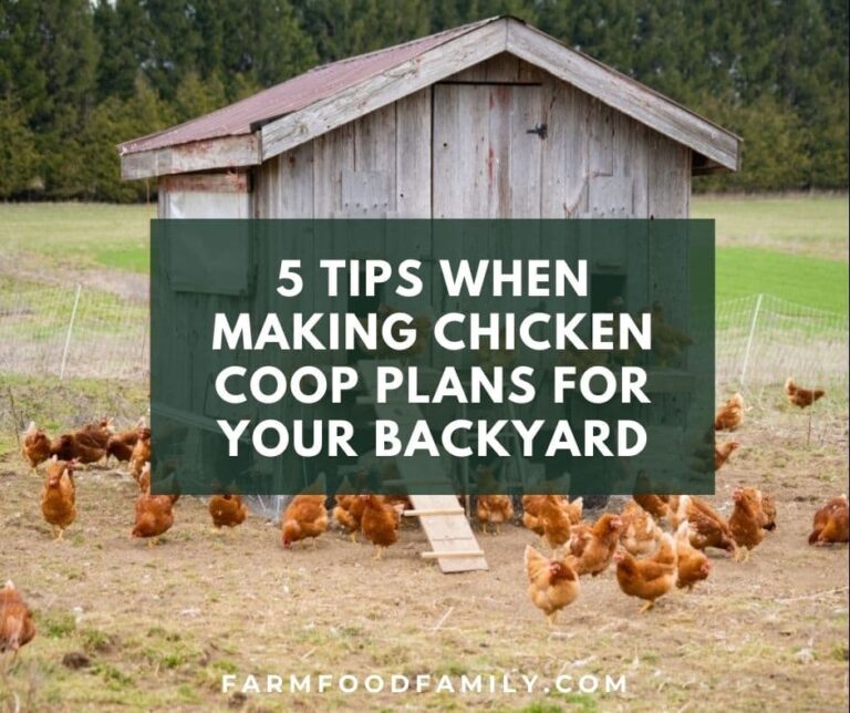 5 Tips When Making Chicken Coop Plans For Your Backyard