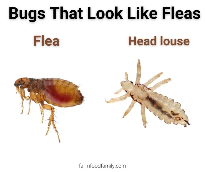 12 Bugs That Look Like Fleas And Jump With Pictures (But Aren't)