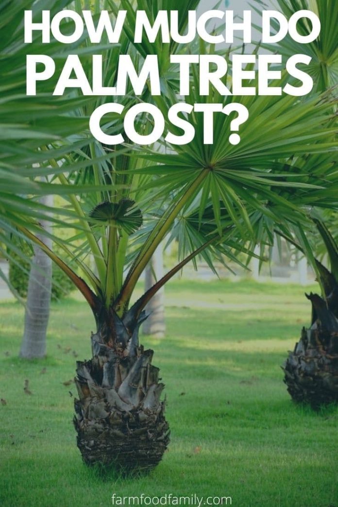How Much Do Palm Trees Cost? {Species of Palm Trees and Costs}