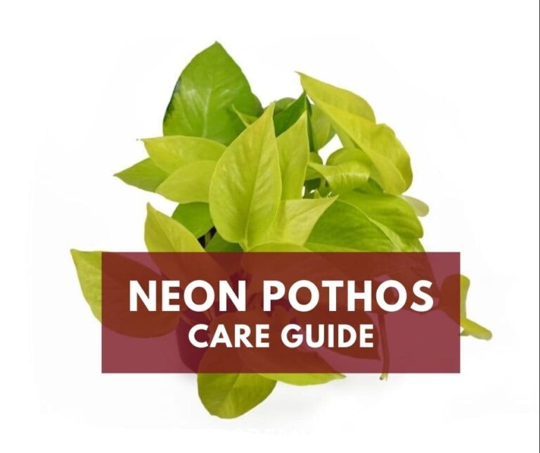 How To Grow and Care for Neon Pothos