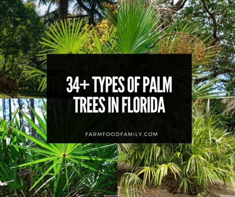 34+ Types Of Palm Trees In Florida