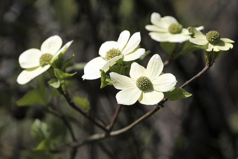 17+ Types Of Dogwood Trees (Bark, Leaves, Berries) Identification Guide