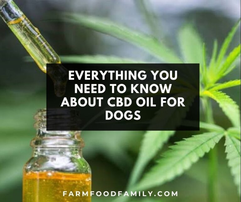 Everything You Need to Know About CBD Oil for Dogs