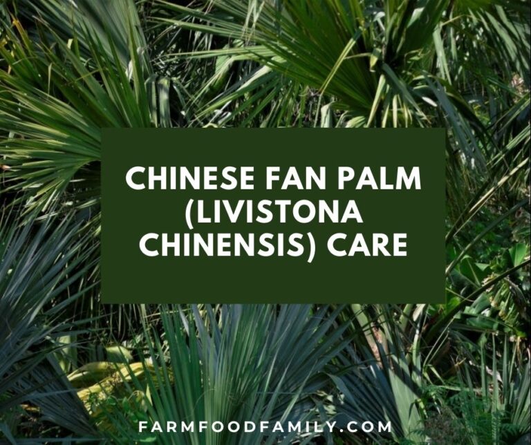 Chinese Fan Palm (Livistona chinensis) Care