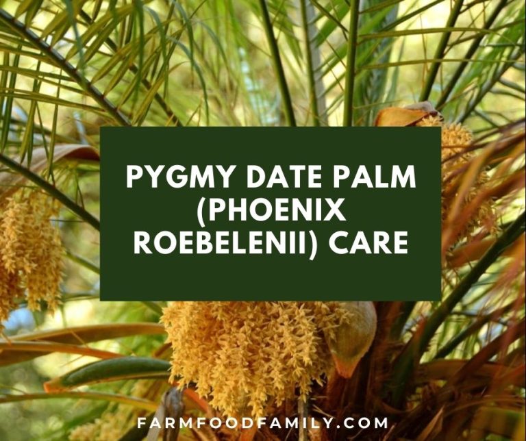 Pygmy Date Palm (Phoenix roebelenii) Care