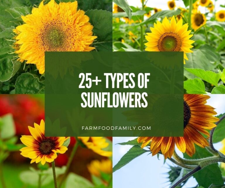25+ Different Types Of Sunflowers